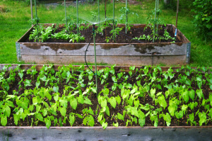 Two raised beds of beans and tomatoes being watered