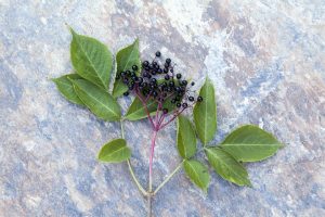 elderberries