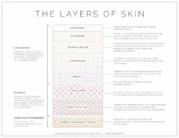 Skin Layer Diagram | Kolya Naturals, Canada