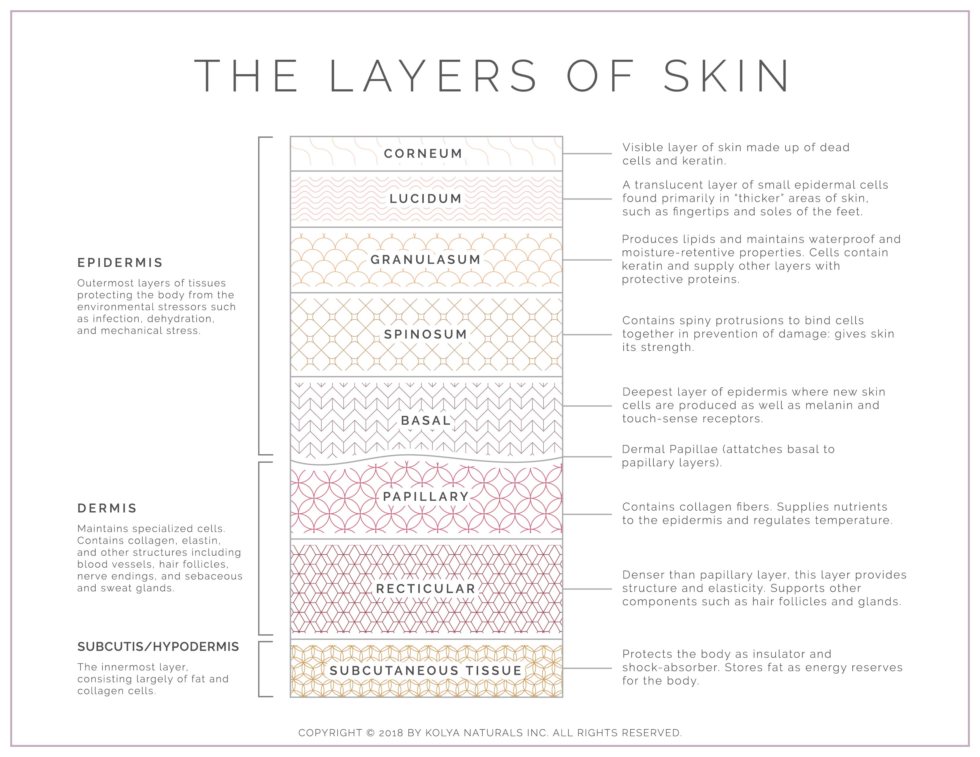 Skin Layer Diagram | Kolya Naturals, Canada
